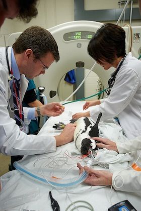 Belajar veterinar