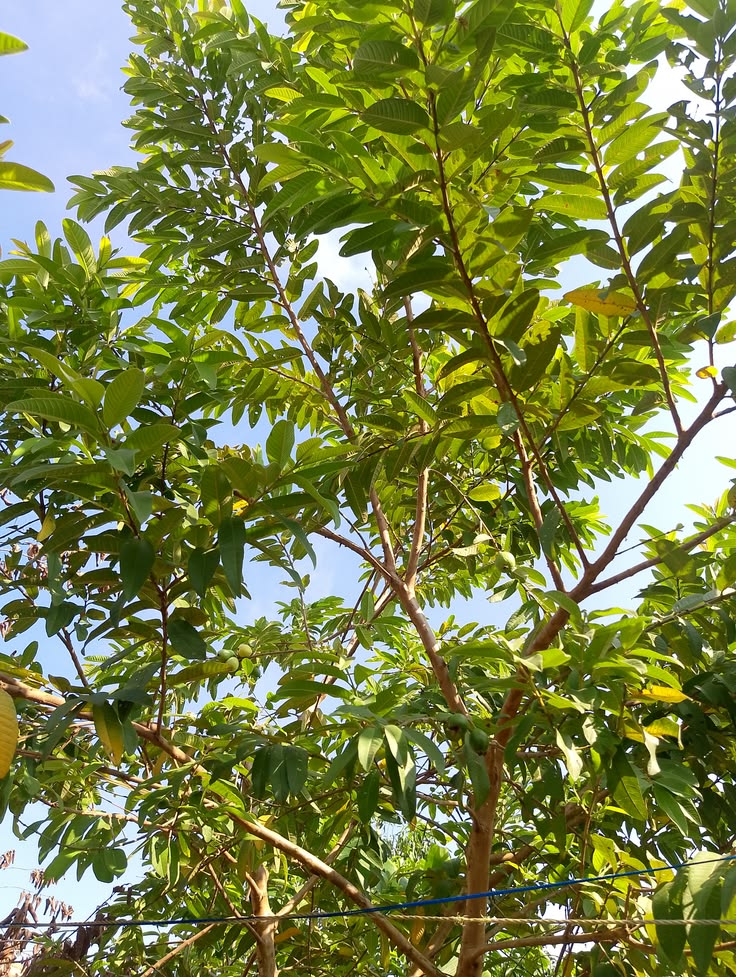 Cara Suburkan Tanah